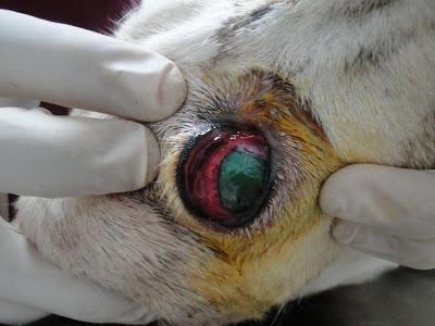 Lena, galga encontrada dentro de un saco en un contenedor. AYUDA PARA SALVARLA. (BADAJOZ)