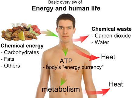 Beneficios para la salud de la coenzima Q10