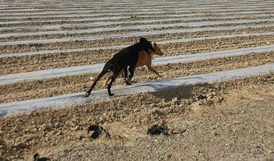 Galgo y podenco abandonados, llevan mucho tiempo en la calle ¡peligro atropello!‏ (Murcia)