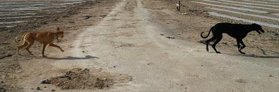 Galgo y podenco abandonados, llevan mucho tiempo en la calle ¡peligro atropello!‏ (Murcia)