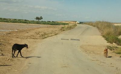 Galgo y podenco abandonados, llevan mucho tiempo en la calle ¡peligro atropello!‏ (Murcia)