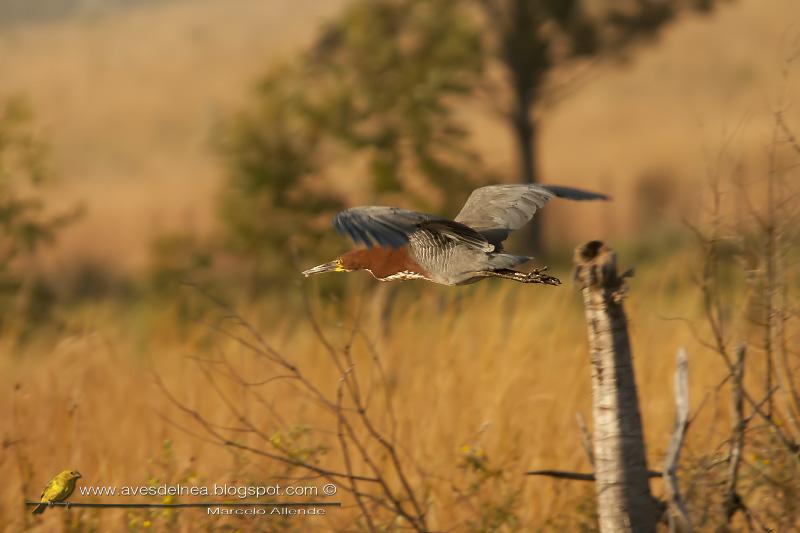 Hocó colorado (Rufescent tiger-heron)