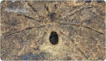 Se descubre Tarántula Prehistórica