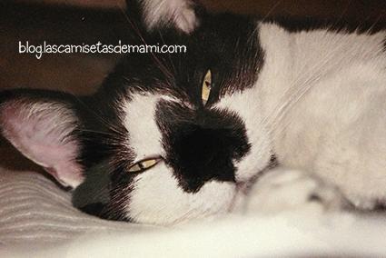 Miércoles mudo 18: Mi gato que está malito mm