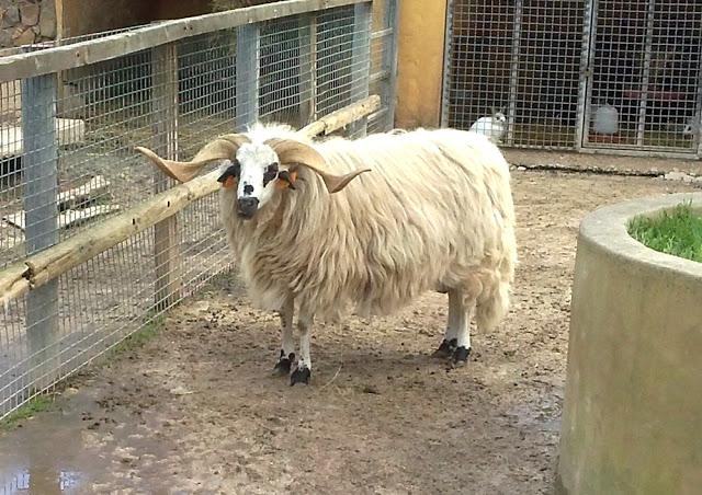 Zoo de Lagos (parte I)