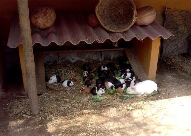 Zoo de Lagos (parte I)