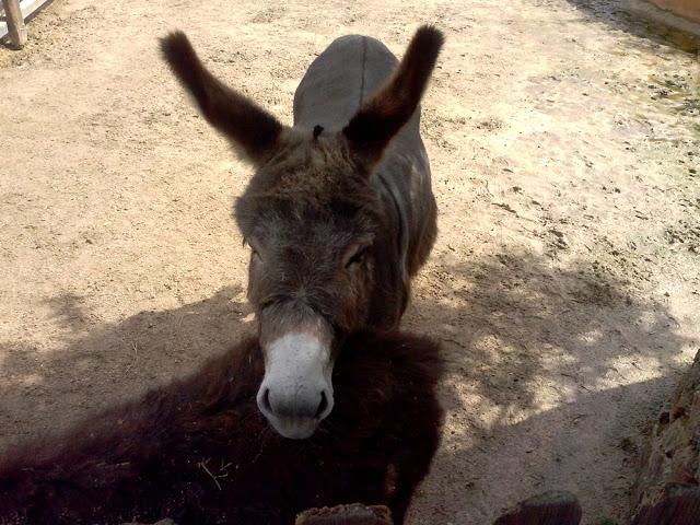 Zoo de Lagos (parte I)