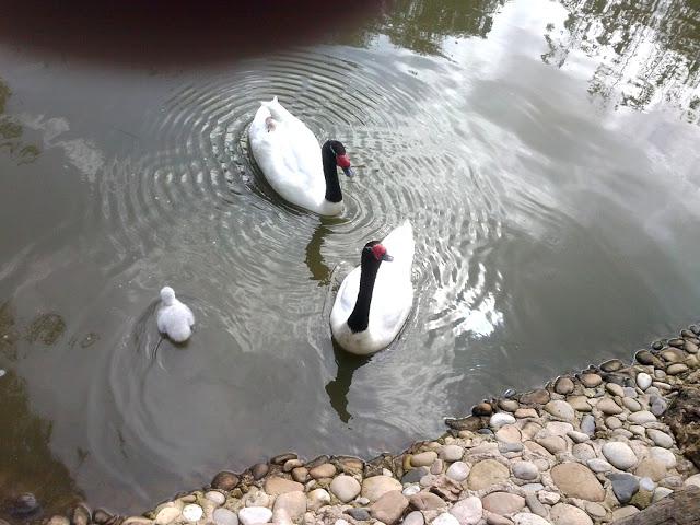 Zoo de Lagos (parte I)