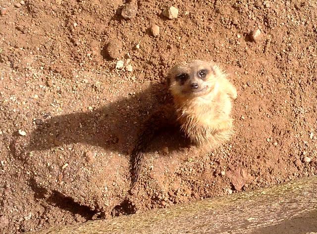 Zoo de Lagos (parte I)