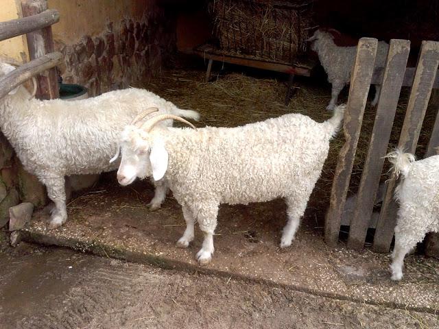 Zoo de Lagos (parte I)