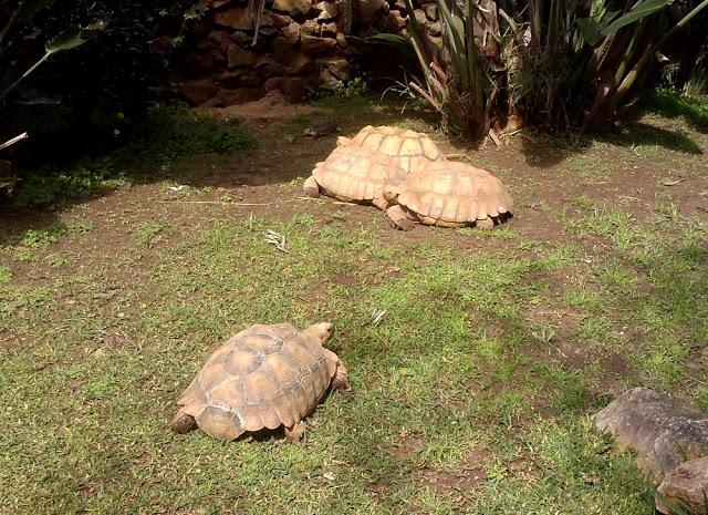 Zoo de Lagos (parte I)