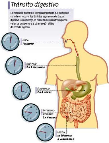 digestión, ptialina, peristalsis, saliva, jugo gástrico