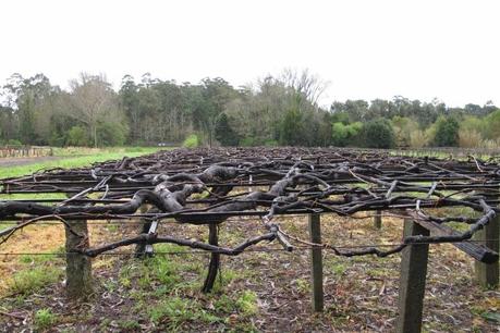 Viñedo de 200 años en Xirpin Barbanza