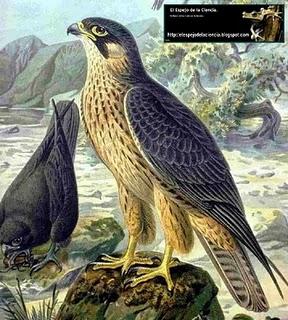 La ruta migratoria del Eleonor.