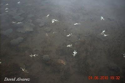 Nevadas tardías y mortalidad de anfibios