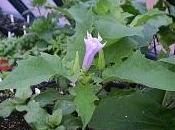 Chamico Floripondio Burundanga