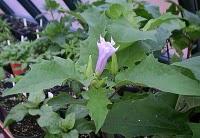 Chamico & Floripondio & Burundanga