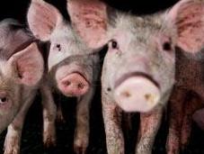 Granjas Cerdos mayor investigación sobre explotación animal