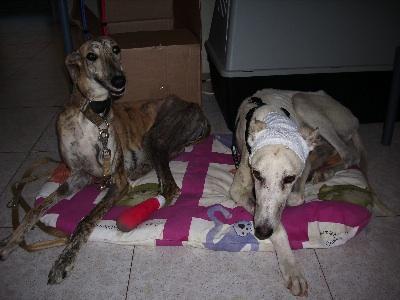 Polo: porque no queremos llorar sino que esta brutalidad pare