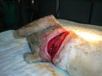 Haz clic para ver en grande