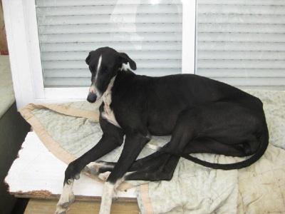 ROBADA: Safira, en Sevilla