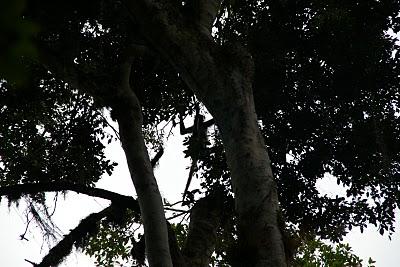 Conociendo el mundo Maya desde el centro de Tikal