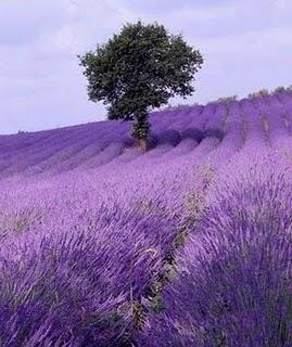 Que siempre sientas el amor...