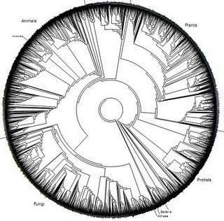 El árbol filogenético circular