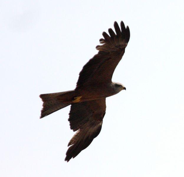 CIGÜEÑAS Y MILANOS-White Stork /Black Kite