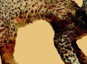 "fauna peligrosa"