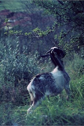 Cabras, Osos y Ecologistas