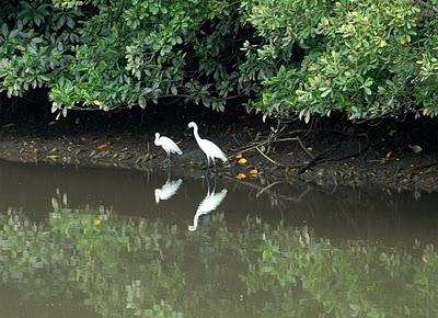 VERDE EN EL ASFALTO, RESERVA DE SUNGEI BULOH