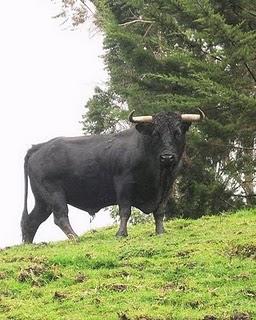 Tauromaquia, la vergüenza nacional