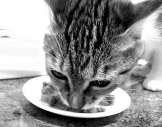 Cuestiones de la alimentación comercial para los gatos