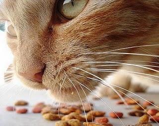 Necesidades nutricionales del gato