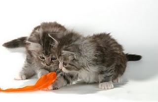 COMPORTAMIENTO FELINO I