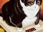 obesidad gatos