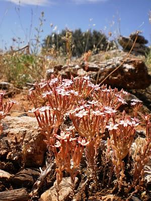 La estación seca y la planta nocturna