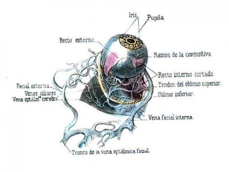 Arte para los ojos.