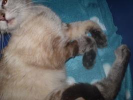 El abandono, la lucha, las complicaciones, las fuerzas…. ASHERA: AYÚDANOS A AYUDARLA.