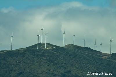 Buitres negros en Asturies, veneno y aerogeneradores