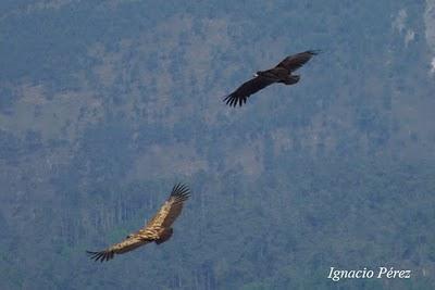 Buitres negros en Asturies, veneno y aerogeneradores