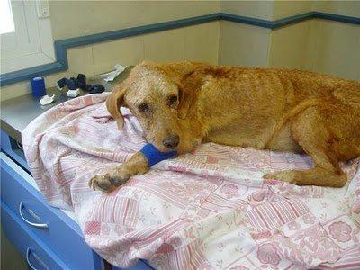 Noticias perrita de Toledo (rociada de pegamento) Compartir