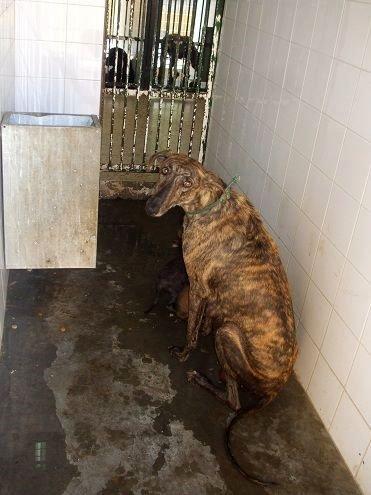 Muy urgente, mama galga y cachorritos en perrera de Sevilla