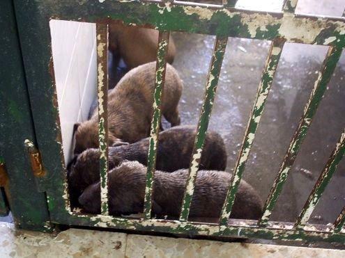 Muy urgente, mama galga y cachorritos en perrera de Sevilla