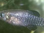 declive desembocadura Guadalquivir