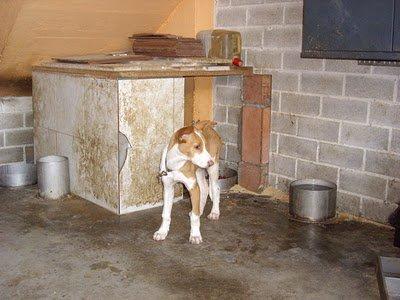 Muy urgente, Zaragoza, Cazador quiere matar YA a cachorra de podenca