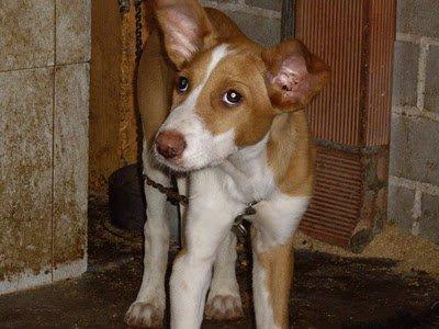 Muy urgente, Zaragoza, Cazador quiere matar YA a cachorra de podenca