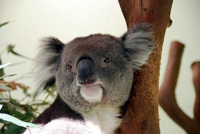 Visitando Sydney: el Parque Featherdale