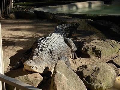 Visitando Sydney: el Parque Featherdale